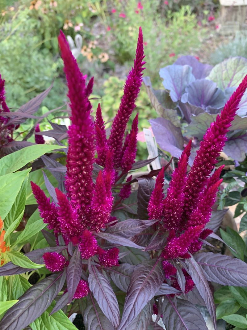 Celosia (Woolflowers)