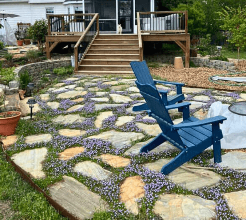 Creeping thyme suits a specific kind of weed-prone space