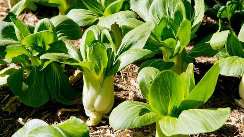 Bok Choy