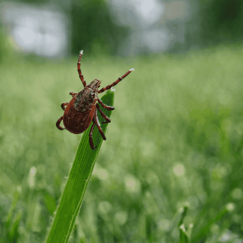 Skipping Mows and Letting Grass Grow Tall