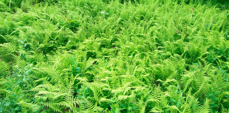 A spreading fern can also crowd valued plants