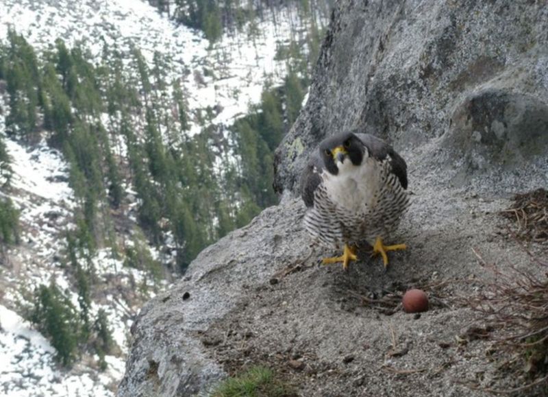 Peregrine Falcon