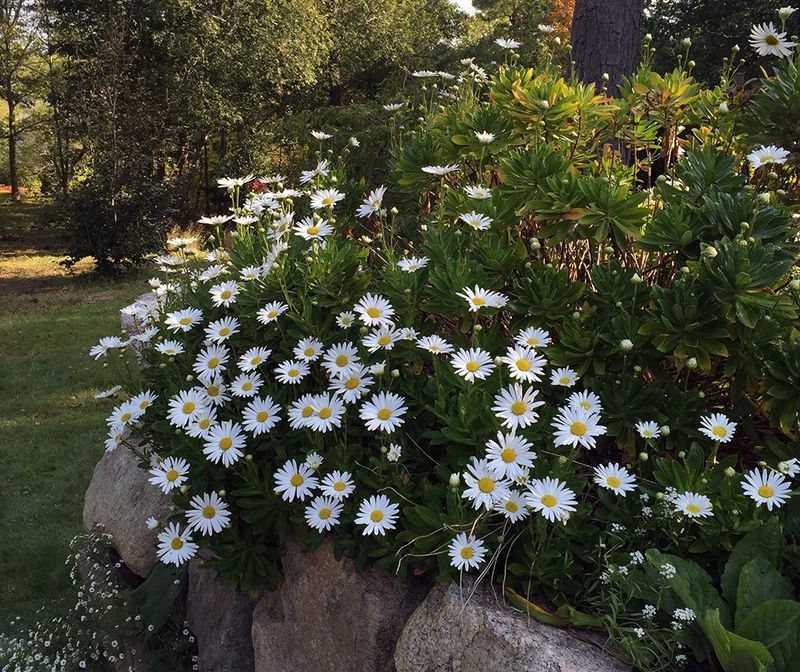 Montauk Daisy