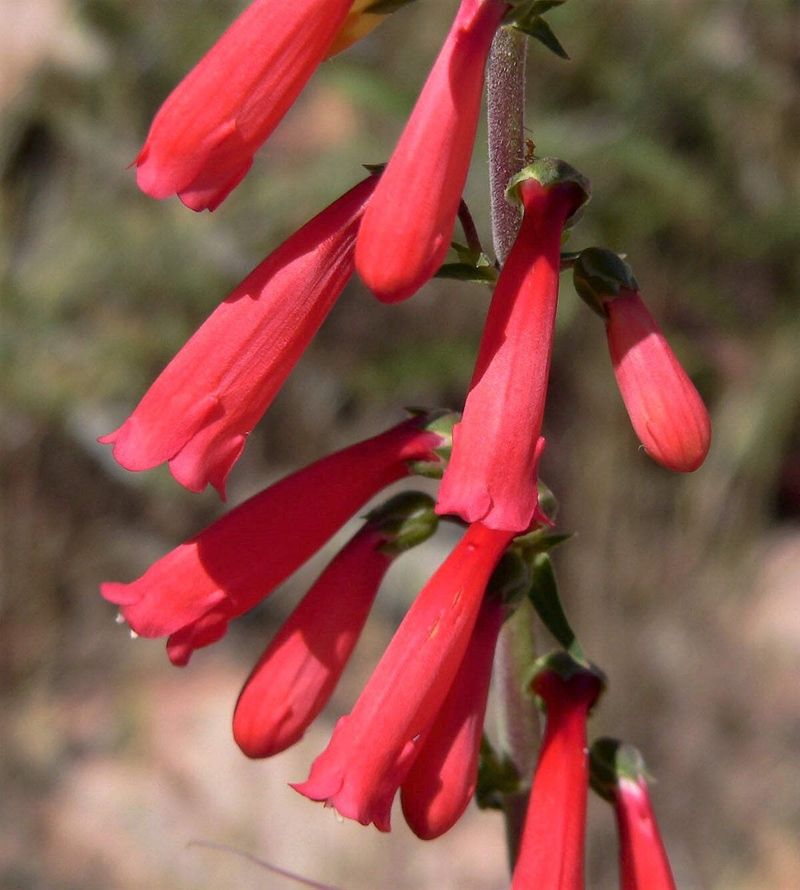 Firecracker Penstemon