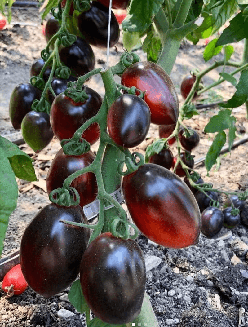 Midnight Roma (Hybrid)