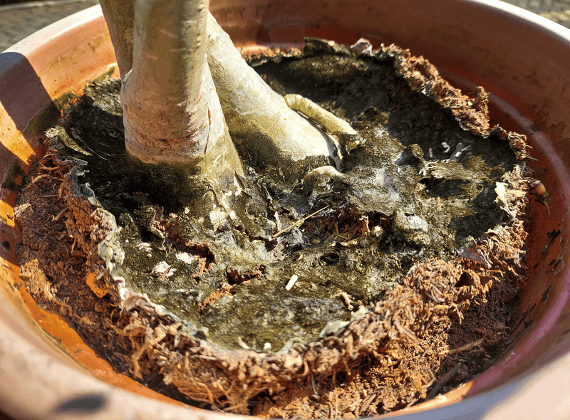 Why wet roots can cause drought-like wilt