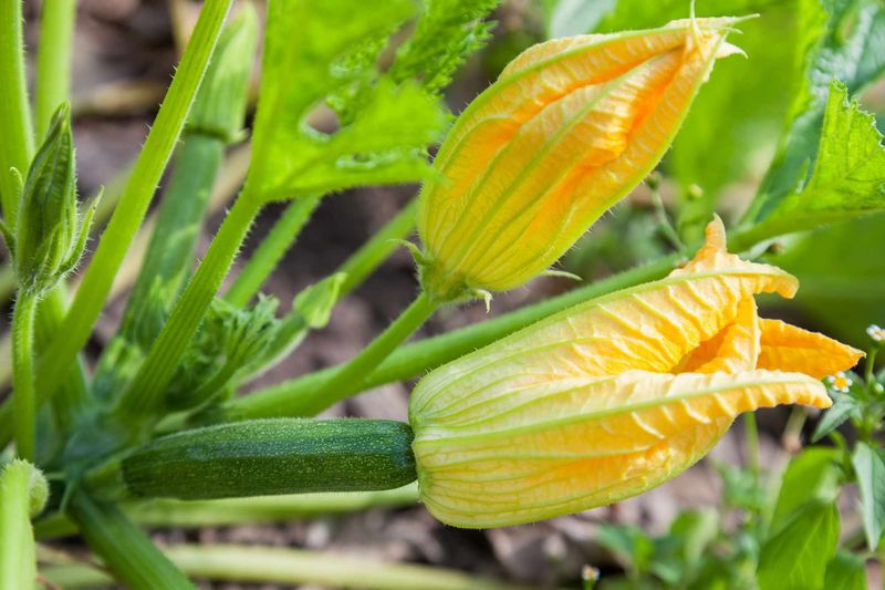 The flowers reveal whether zucchini is failing to form fruit or failing to get pollinated