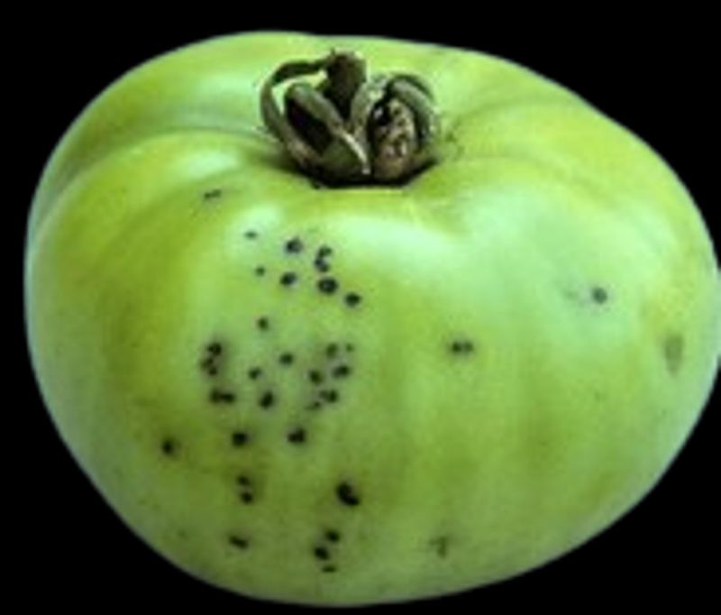 Bacterial Speck