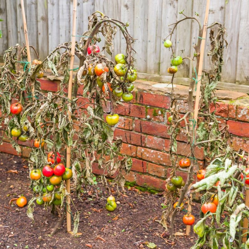 Letting Weeds Choke The Base Of Your Plants
