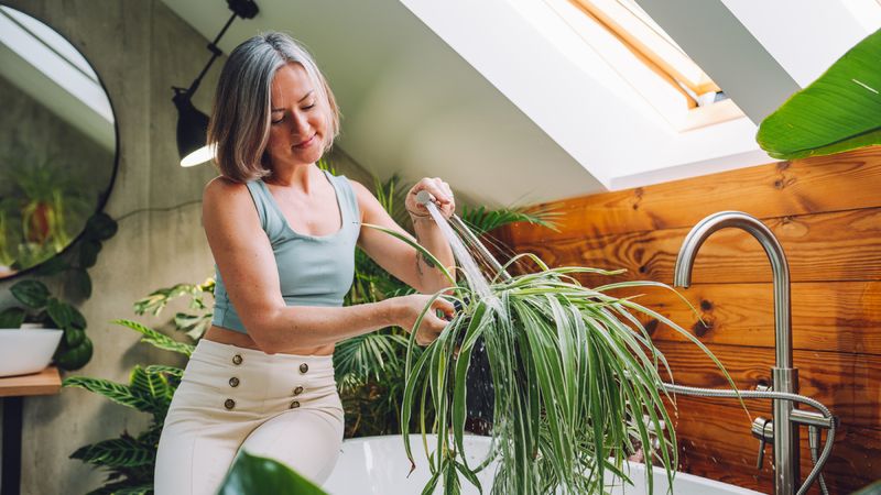 Water by checking the pot, not the calendar