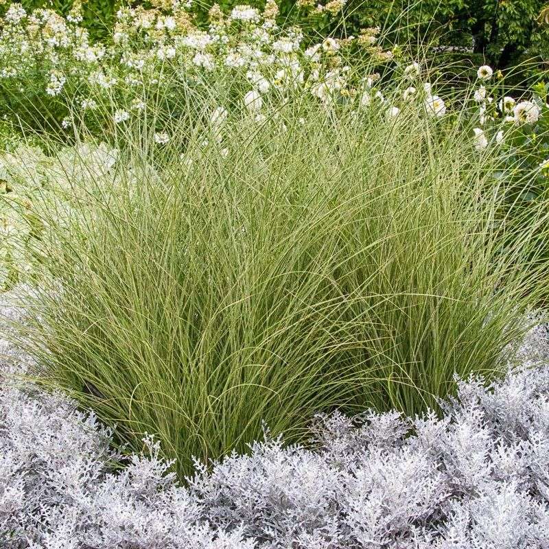 Morning Light Maiden Grass