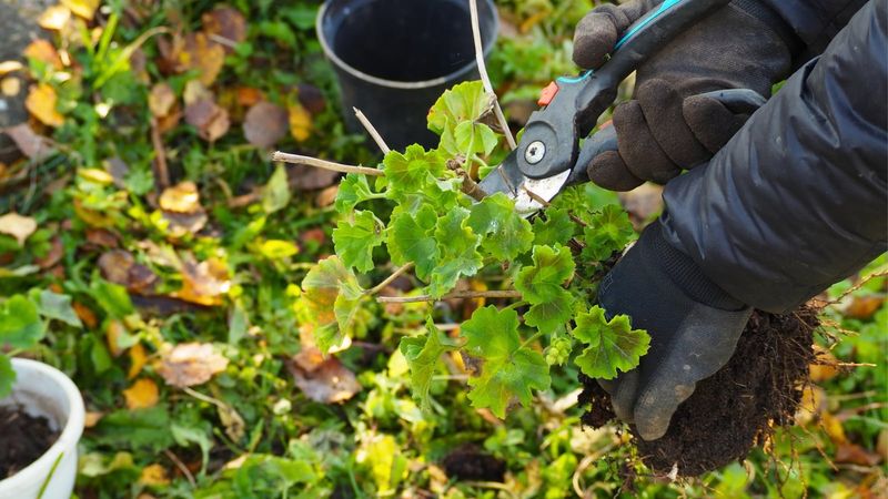 Inspect the Plant Regularly and Clear Away Dead Material