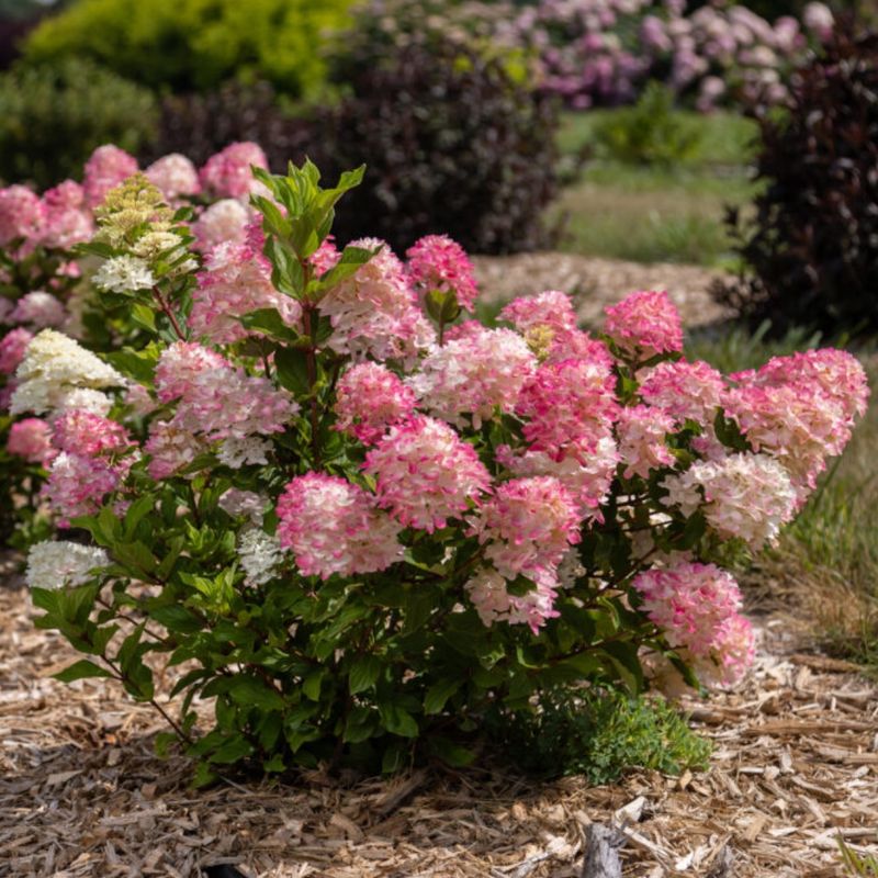 Panicle Hydrangea
