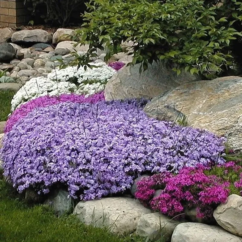 Match moss phlox to sun and drainage