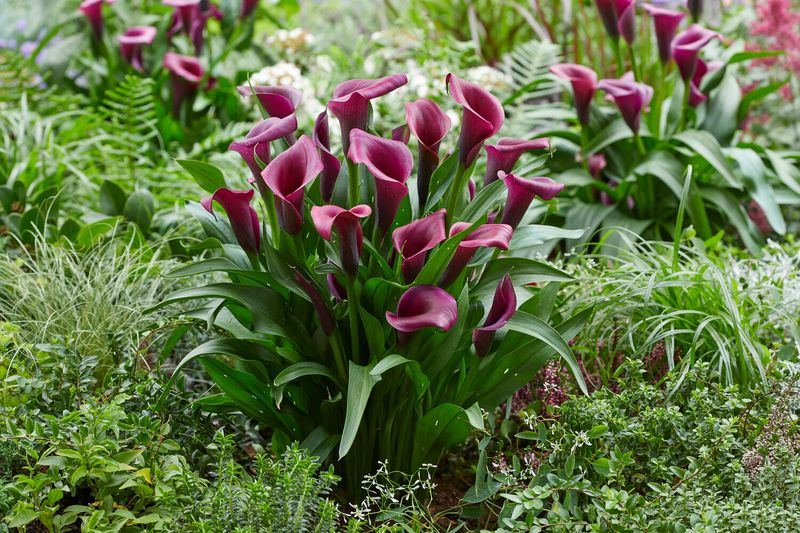 Calla Lily