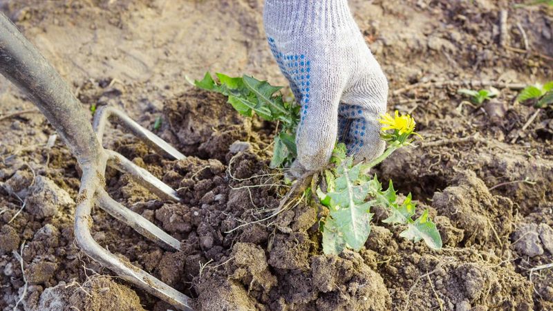 Letting Weeds Move In