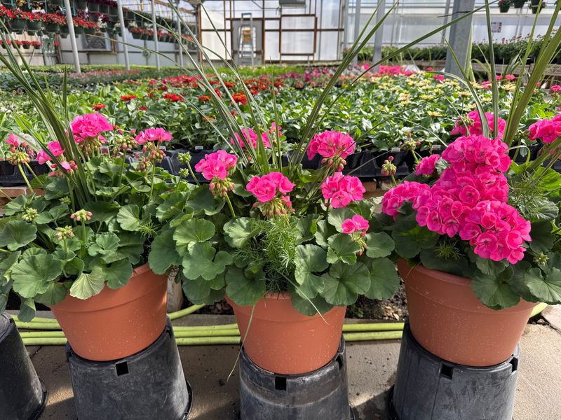 Geranium