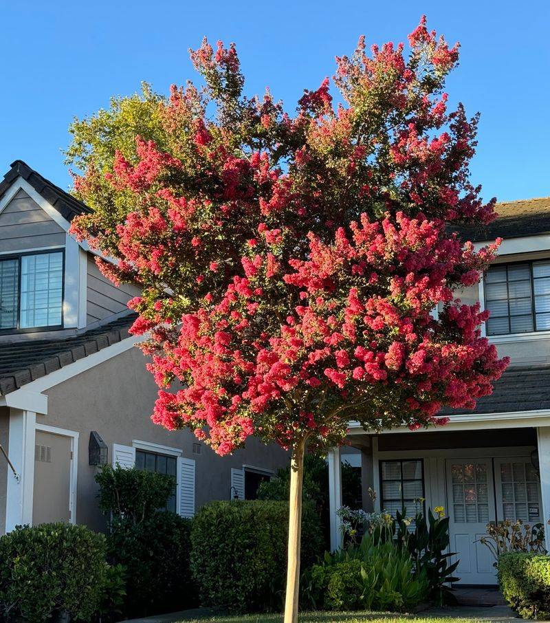 Which form fits your yard?