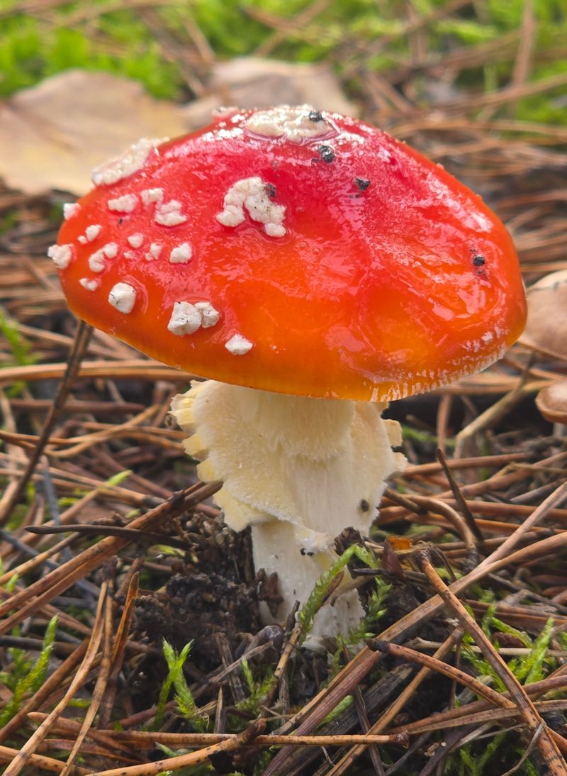 Fly Agaric (Amanita muscaria)