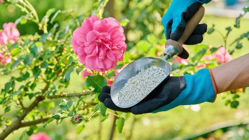 Stop Fertilizing 6 to 8 Weeks Before Frost