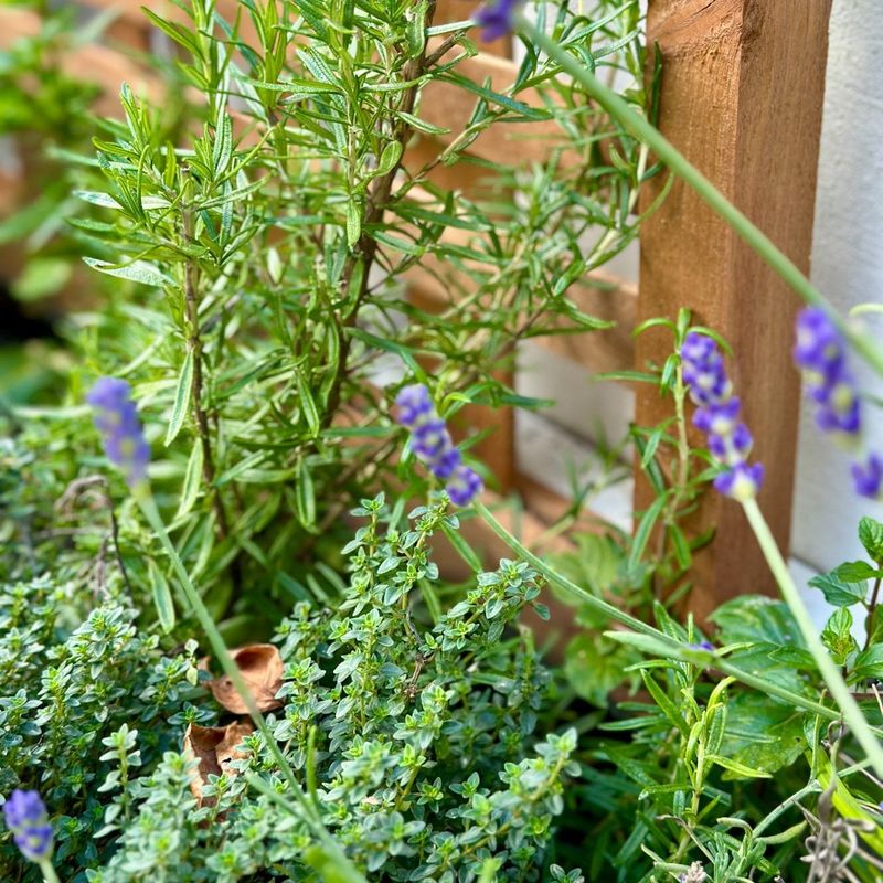 Thyme
