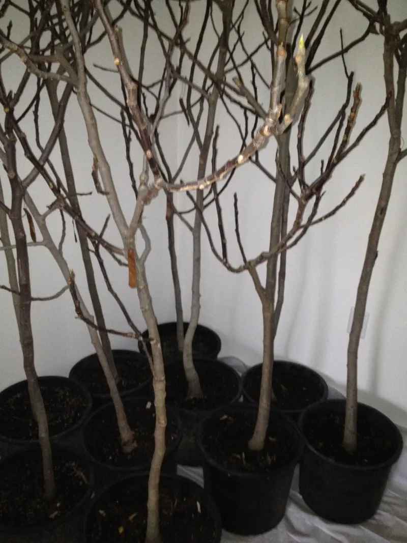 Reduce Watering Gradually
