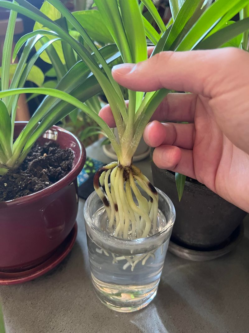 Rotten Smell and Black Roots