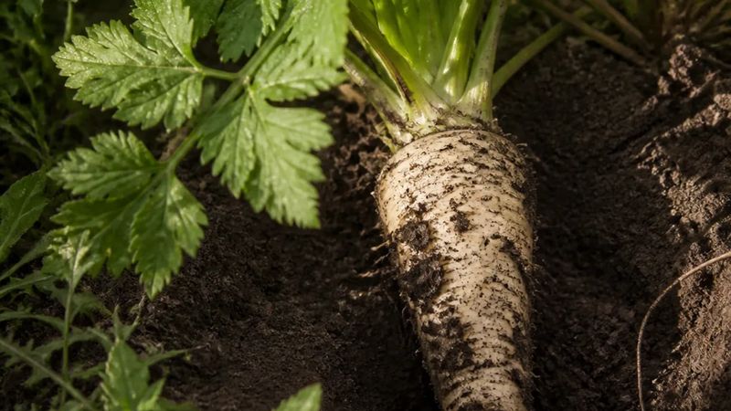 Parsnips