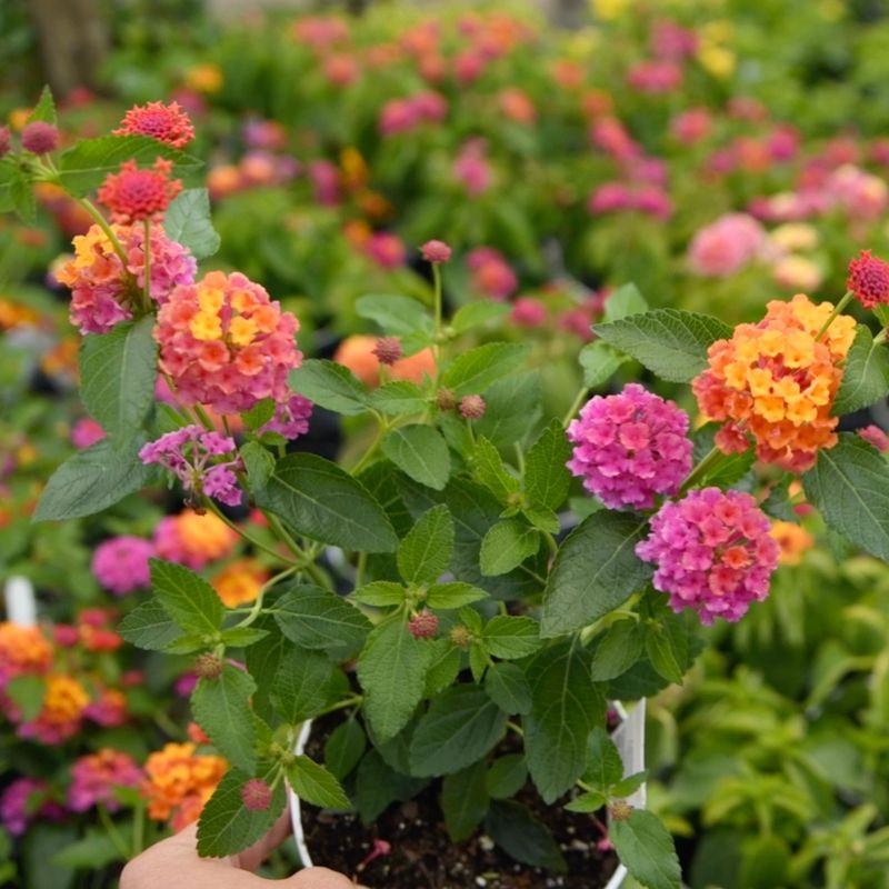 Make one measured adjustment, then watch the plant