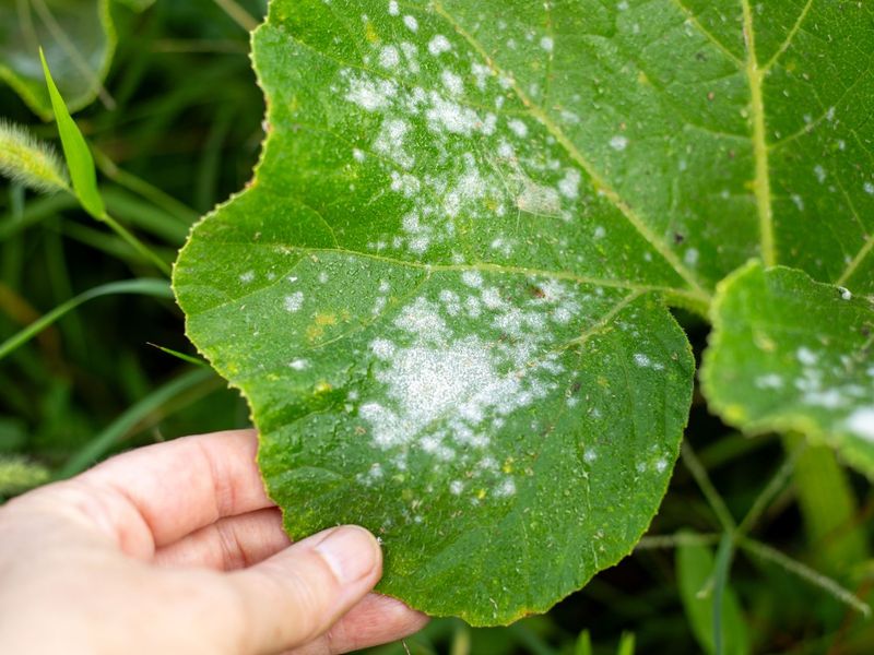 Baking Soda to Read and Treat Powdery Mildew