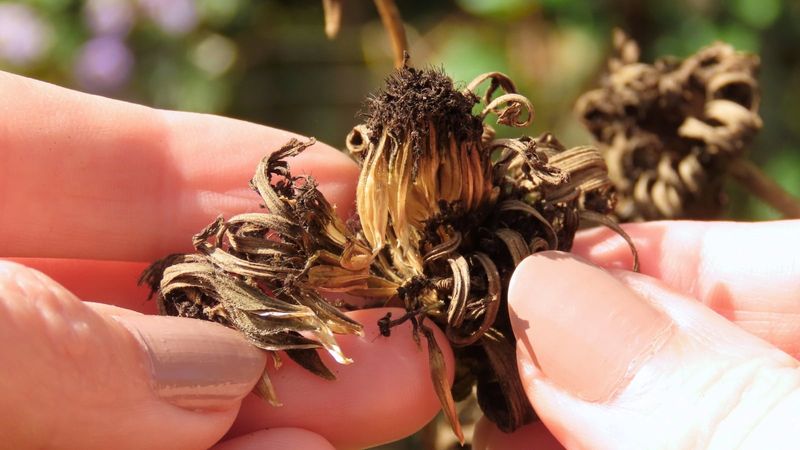 Treat saved seed as a head start, not a guarantee