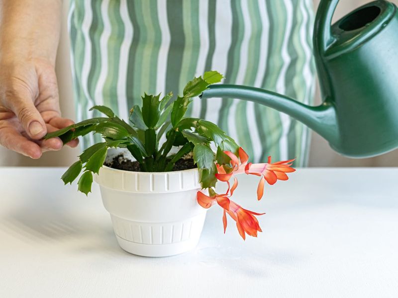 A Lighter Hand With the Watering Can
