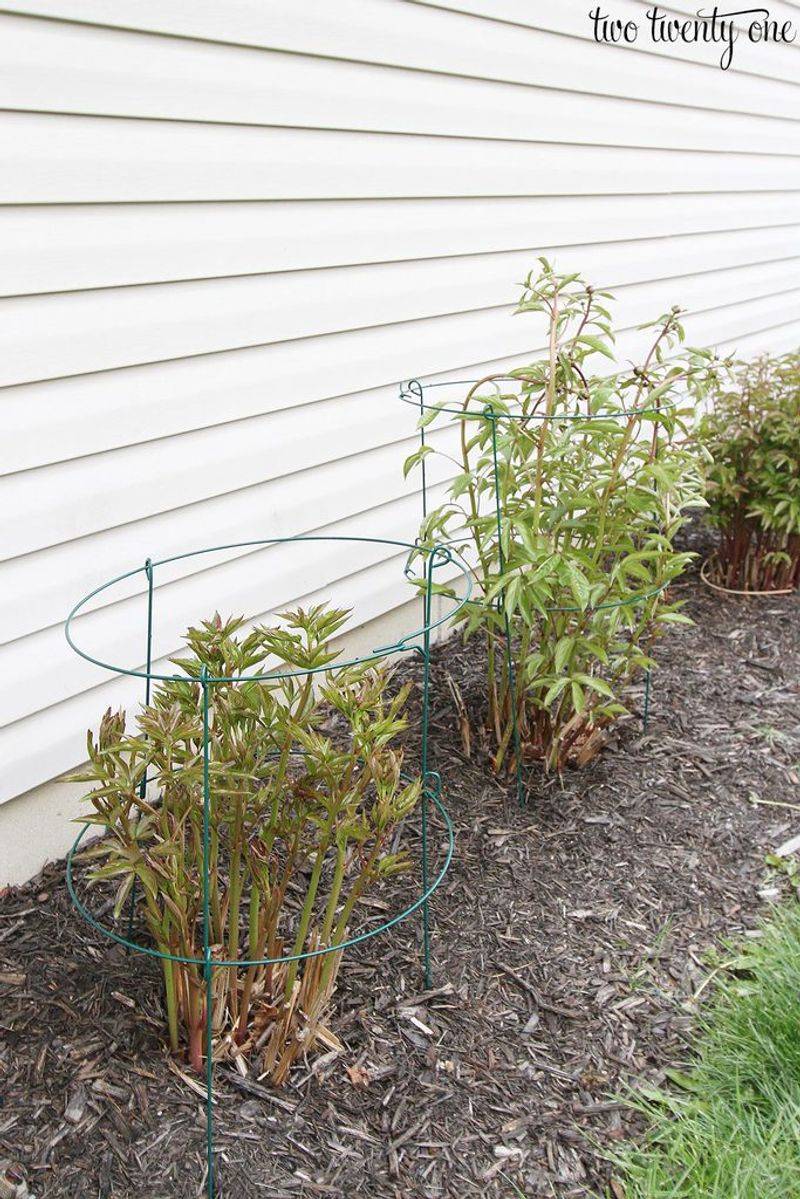 Stake or Support the Floppy Stems