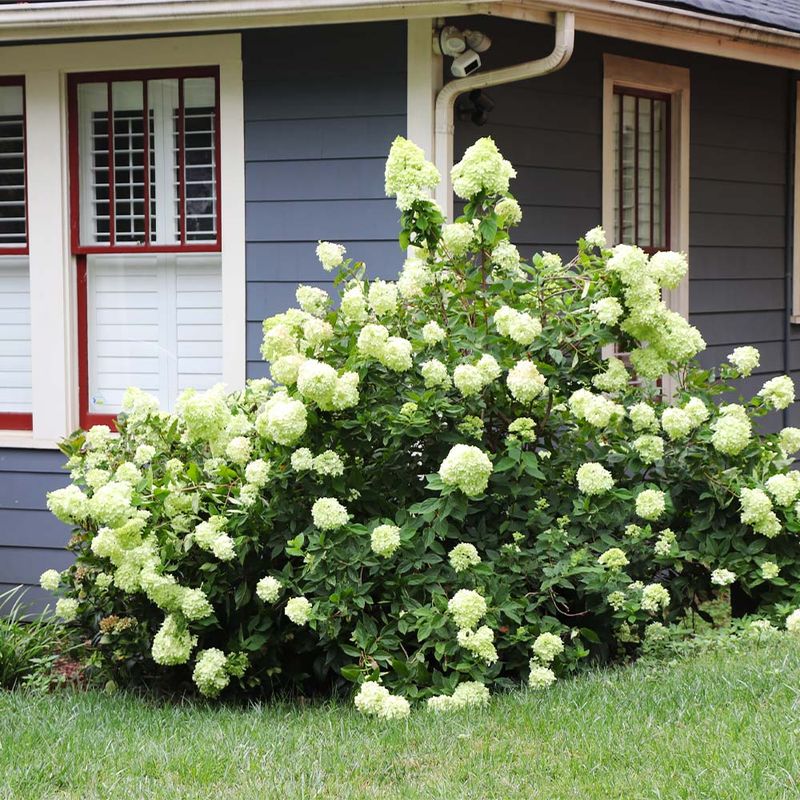 Pansies, Kale, and Hardy Panicle Hydrangeas