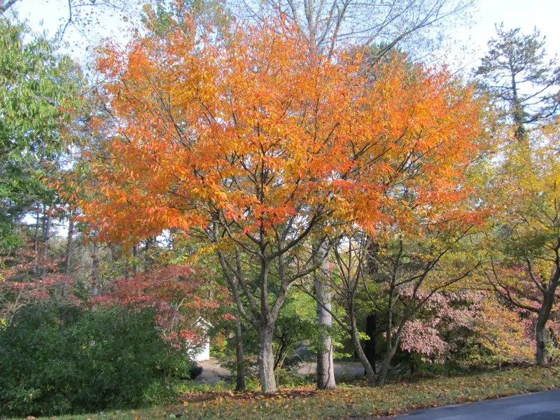 American Hornbeam