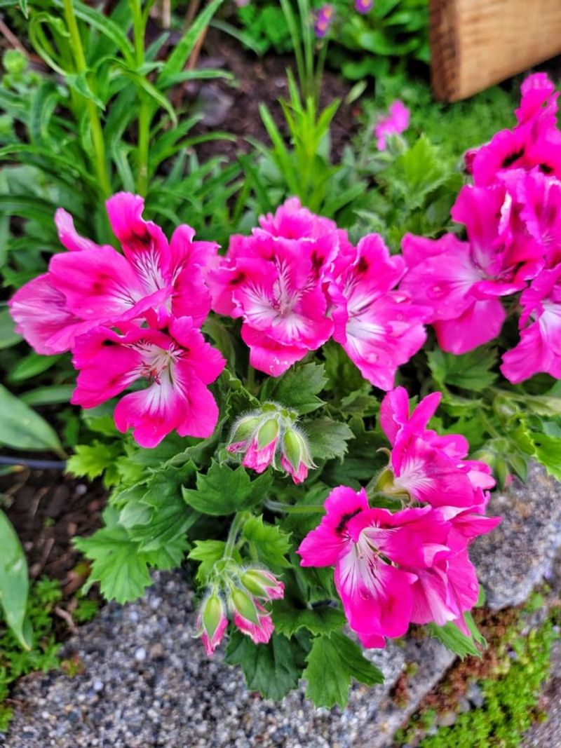 Geranium 'Rozanne' and Annual-Style Perennial Geraniums