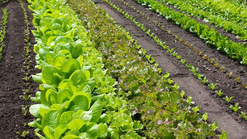 Stagger plantings according to the remaining season