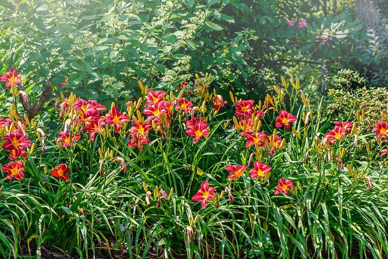 Daylily (Hemerocallis)