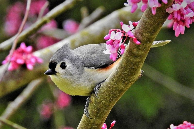 Tufted Titmice