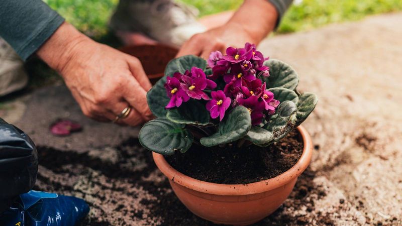 Position the African Violet