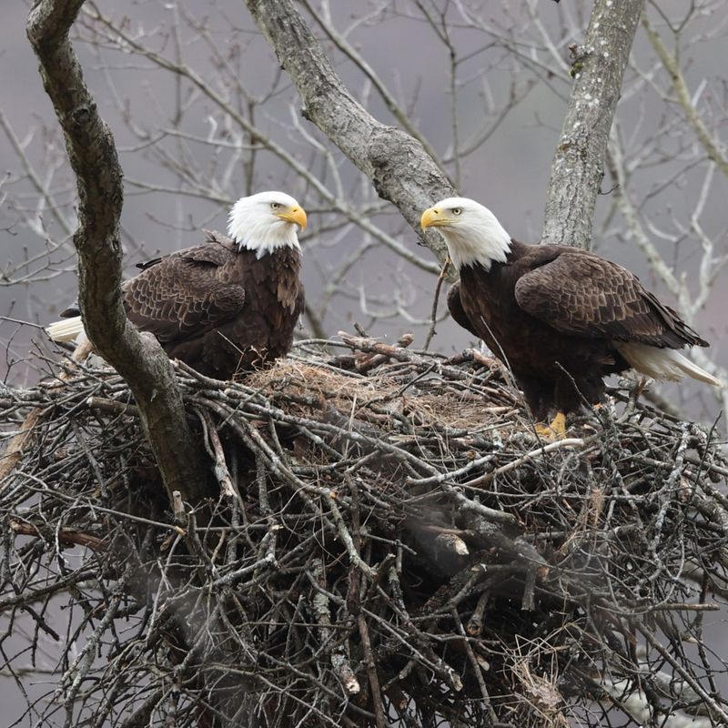 The poison often broke the next generation, not the adult bird