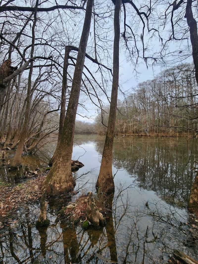 Winter Visits That Offer A Bug-Free And Beautifully Bare Forest