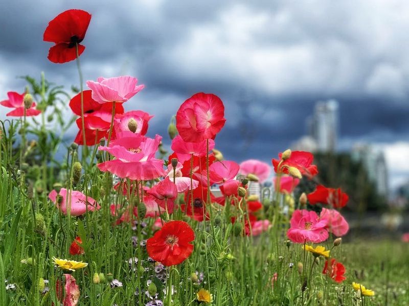 Shirley Poppies