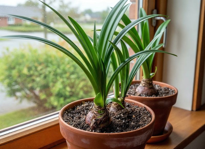 What stage is your bulb in this October?