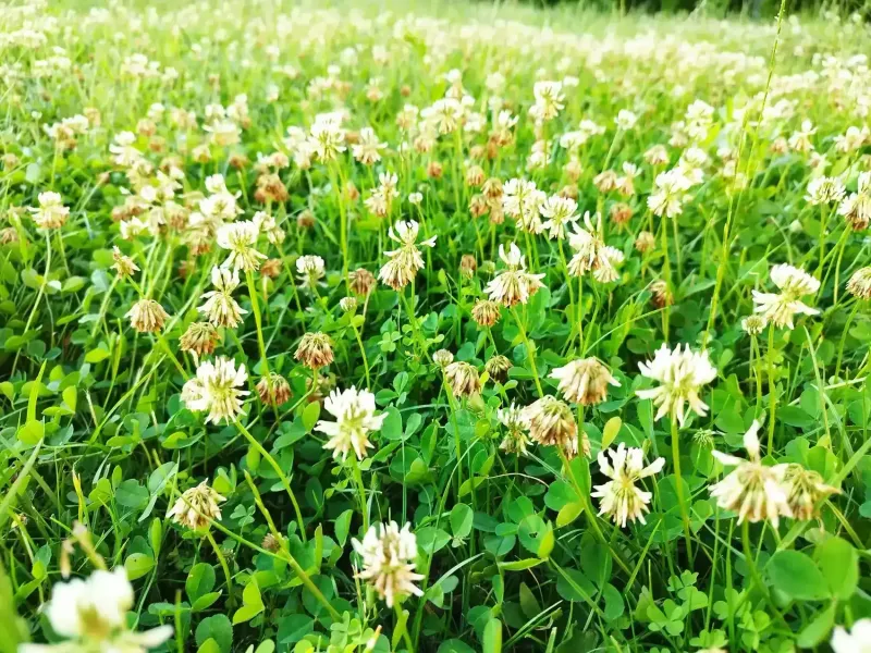 Clover can make nitrogen, but that does not make it instant lawn fertilizer