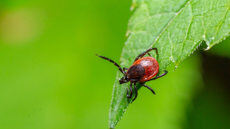 A Potential Contributor to Tick Management