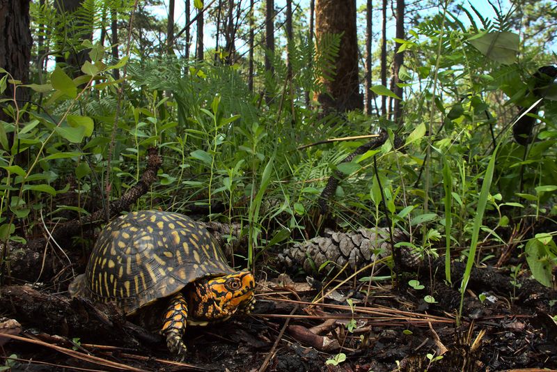Treat the return as a habitat clue, not a diagnosis