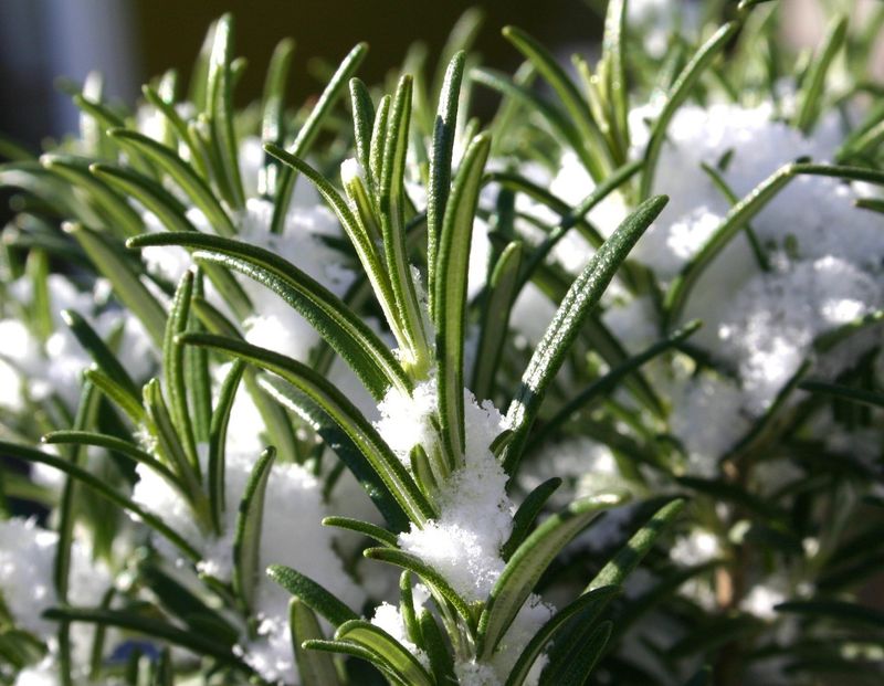 A first frost is not a universal rosemary deadline