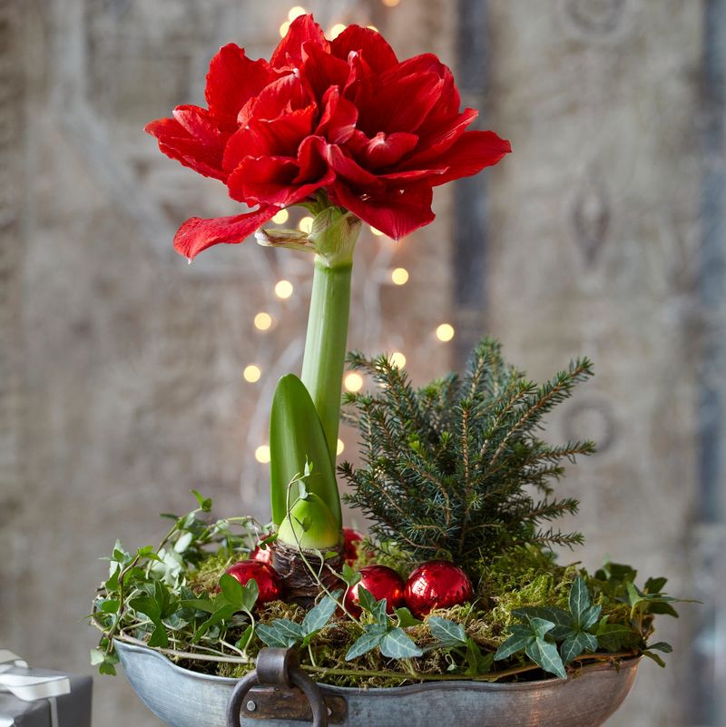 Amaryllis