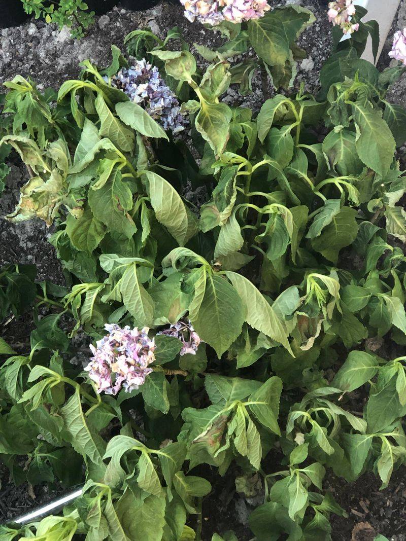 Learn to Read Overwatering vs Underwatering